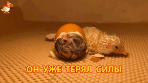 Половина скорлупы снята – теперь малыш должен сделать последний шаг сам