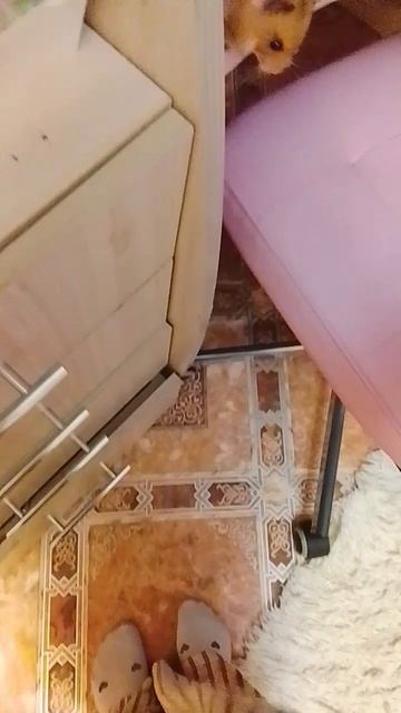 моя ириска щекастая😂🌸🐹
