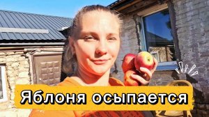 Новый рабочий/Сосед спилил мой орех🪚20-21.08.2026