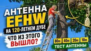 Антенна EFHW на 120 летнем дубе и что из этого вышло