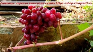 Дженифер- красивый вкусный виноград раннего срока созревания. Пузенко Наталья