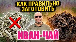 ПРАВИЛЬНАЯ ЗАГОТОВКА ИВАН ЧАЯ - СБОР И ПЕРЕРАБОТКА ПО ДРЕВНЕЙ РУССКОЙ МЕТОДИКЕ. Чай можно покупать.