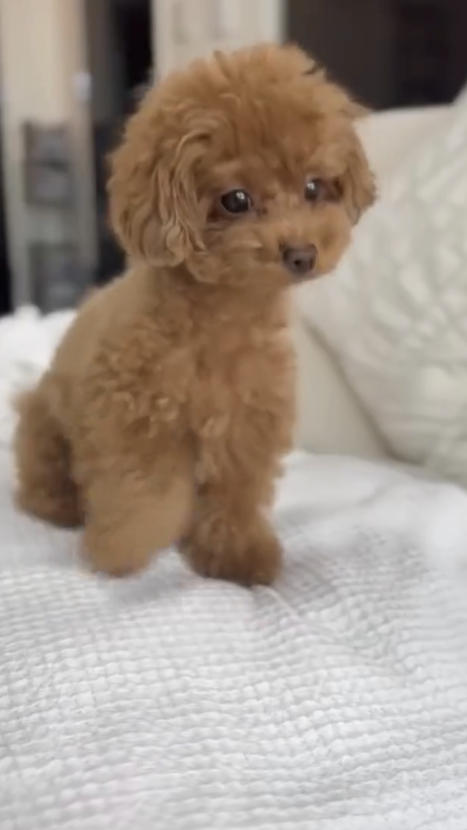 Милая собачка 😍