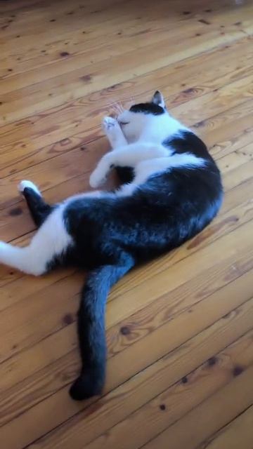 #вэтотдень #кот тайсан, весёлые коты, видосики от кота, прикольный кот