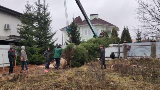 Посадка и пересадка крупномеров деревьев на участках Москвы и области