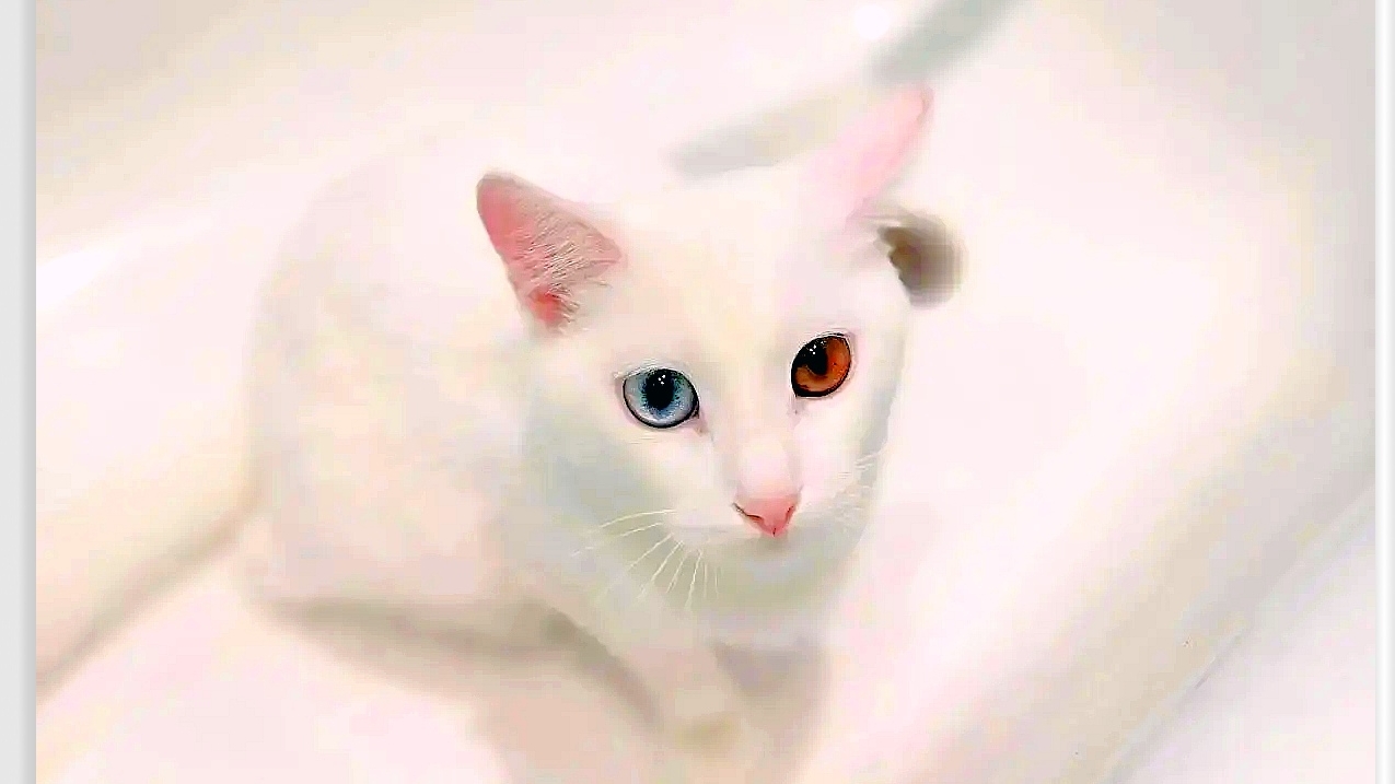 Коша