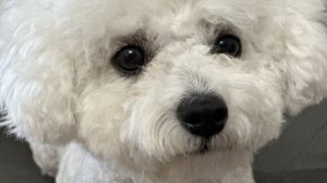 снимаем с моей собакой