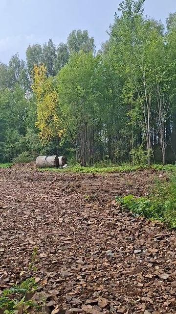 В городе, в городе бурьяны, что то строят