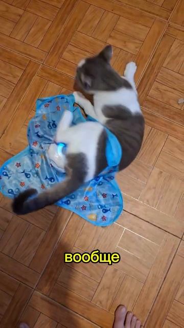 Бусик застрял 👀🐈🐱🥴 #влоги #коты