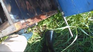 Пересаживаю пойманный рой 6
