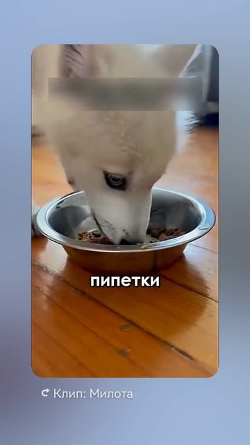 Лысенький родился!!!