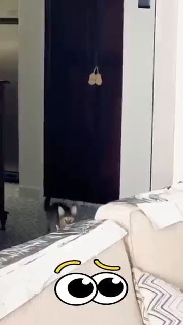 Коты не только жидкие, но и резиновые 😹
