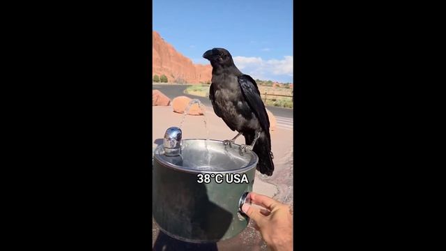 Ворон попросил воду