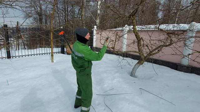 Обрезка плодовых деревьев на дачных участках