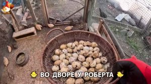 Содержание кур в домашних условиях и других птиц во дворе у Роберта 🐣🐤🦆🐔🪿🦃 (589)
