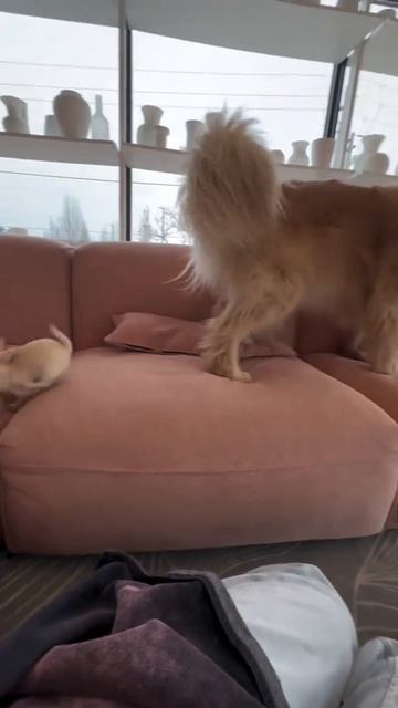 Диванные воины🤭))