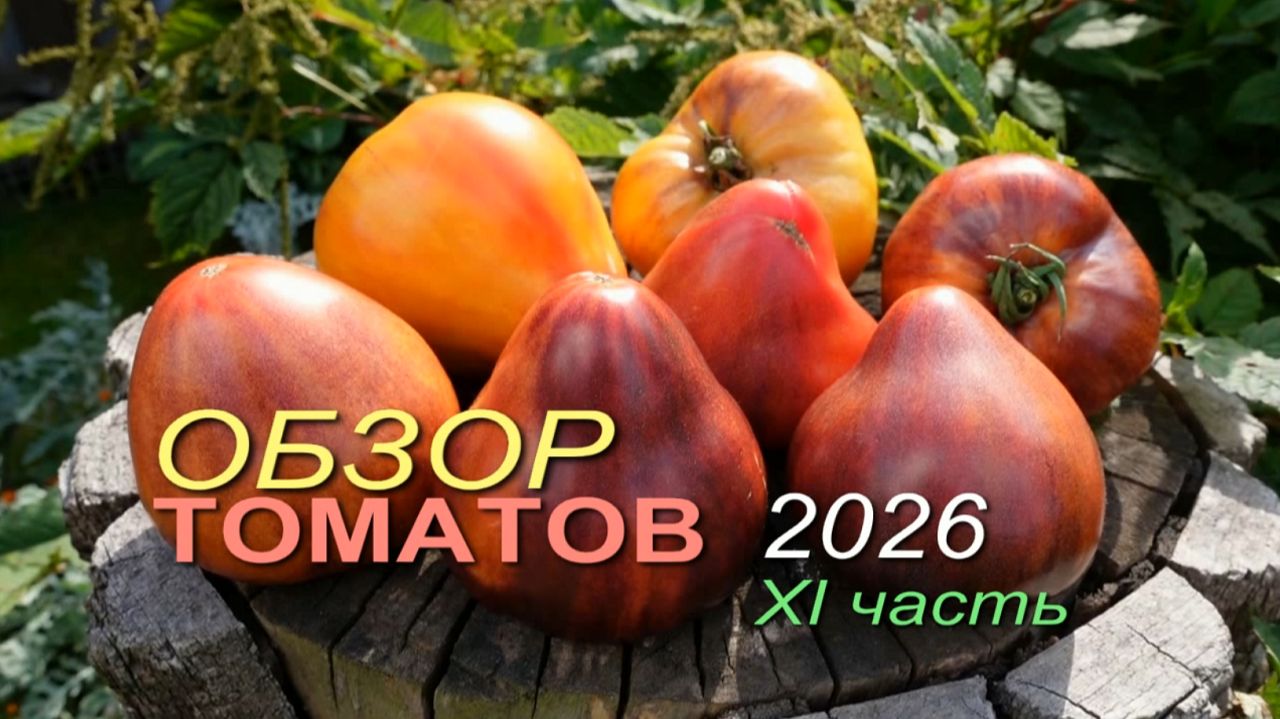 Обзор коллекционных сортов ТОМАТОВ сезона 2026 🍅XI часть