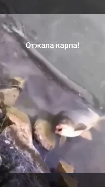 Грабят! Такого финала не ожидал никто... / Unbelievable Ending! 🦖🎣 Наглый рейдерский захват!