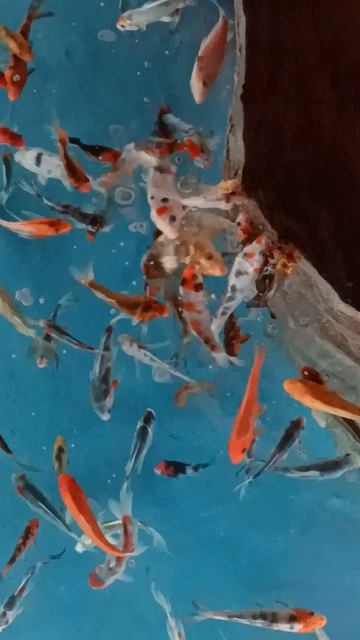 Релакс от рыбок 👍😍