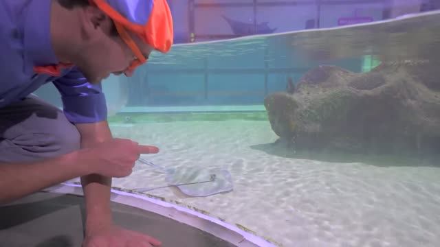 Обитатели Океанариума 🦦🦭🐬🐠 Изучай этот мир вместе с Блиппи