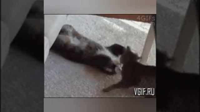 Gif 1