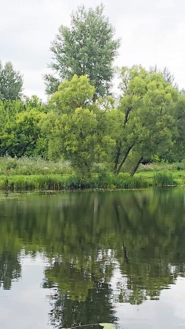 У старой мельницы, река Нагольненский Колодезь, село Красниково, Курская область