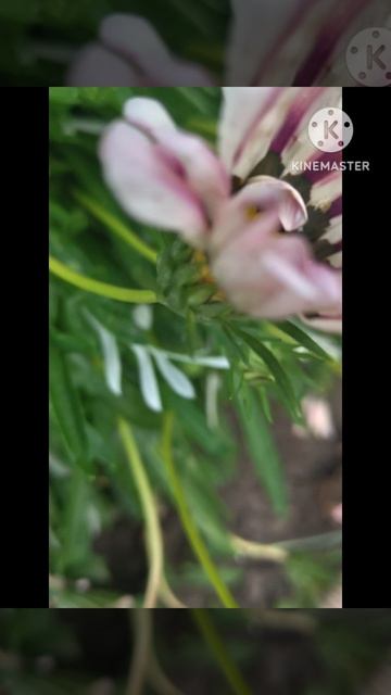 Дачные цветы ☘️💃🦋🥀☘️