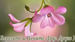 «Цените друзей», сл. В.Барбос, Молдавия. Генерация в И.И. О.Курносова