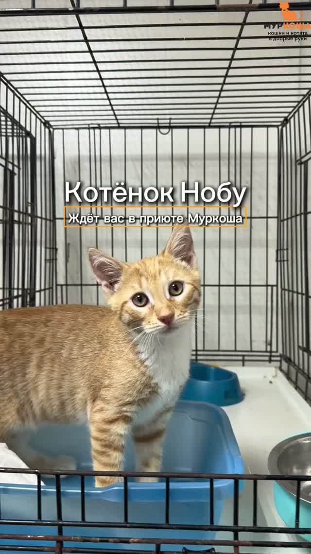 Нобу ждёт вас в приюте Муркоша