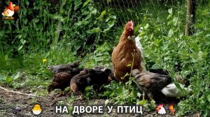 На дворе у птиц или куриная рутина простых несушек