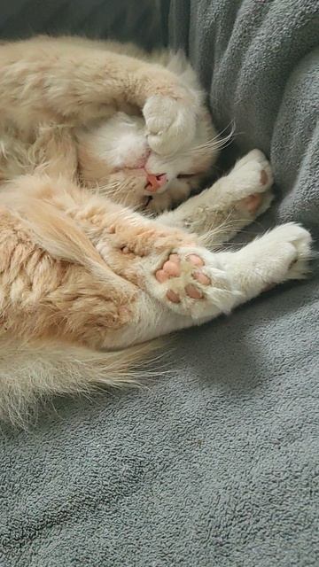 22-08-2026 🐱