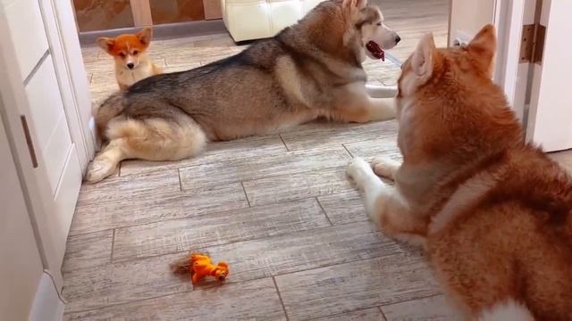 Я НЕ ВОЛК!! Я - ЛИС!! (Корги Коржик) Говорящая собака