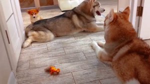 Я НЕ ВОЛК!! Я - ЛИС!! (Корги Коржик) Говорящая собака