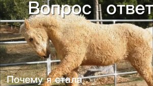 Вопрос ответ