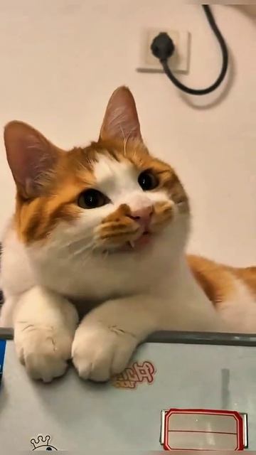 котэ коре 34