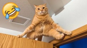 СМЕШНЫЕ КОТЫ | ЛУЧШИЕ ПРИКОЛЫ С КОТАМИ, СОБАКАМИ, КОШКИ, СОБАКИ, ЖИВОТНЫЕ, СМЕШНОЕ ВИДЕО