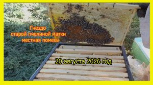 Гнездо старой пчелиной матки.Местная пчела.