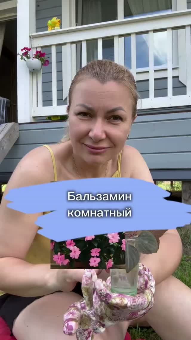 Как цветет бальзамин комнатный?