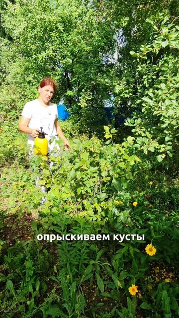 Уход за смородиной в августе