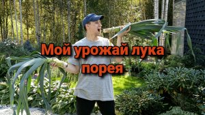 Мой урожай лука порей