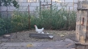 Как умеем, так и живём. Наготовила. Жизнь на пенсии.
