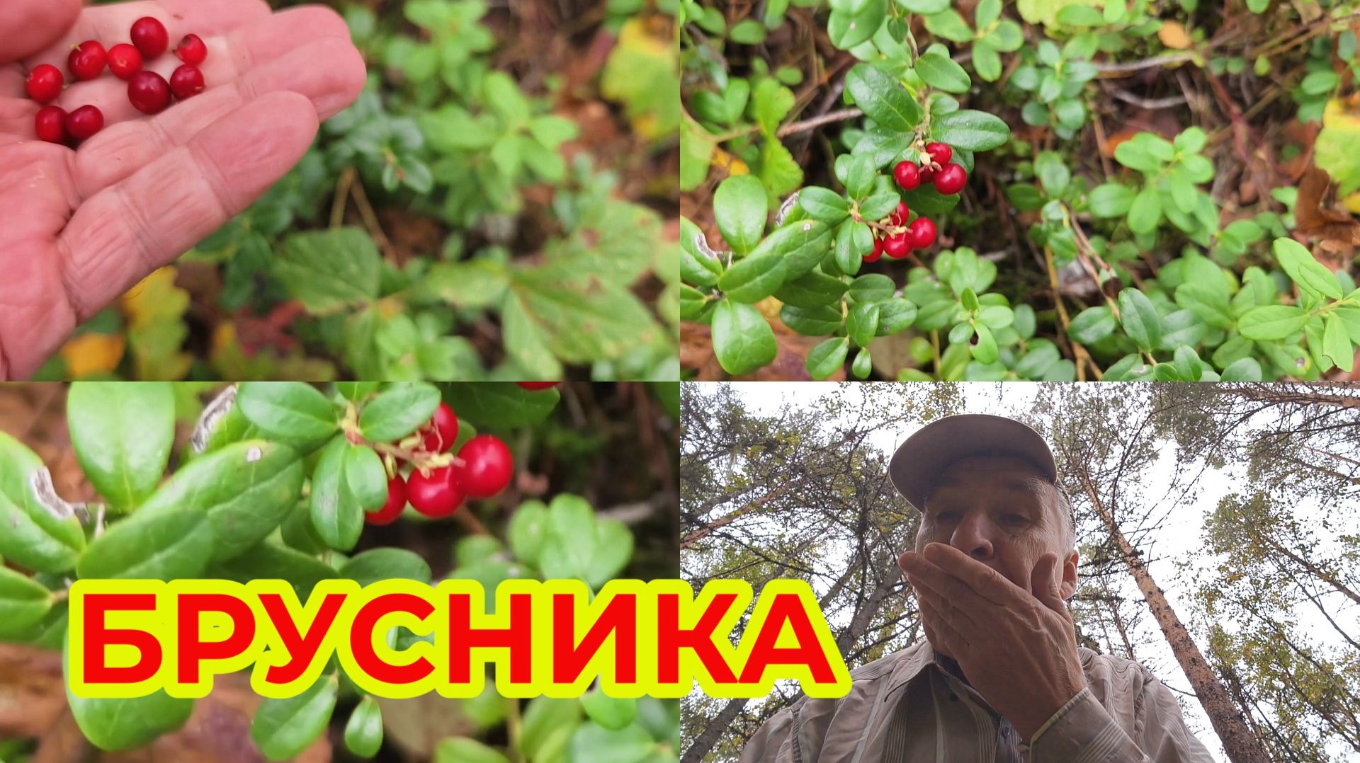 Брусника