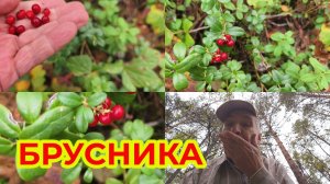 Брусника