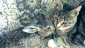Год Зайца и Кота