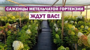 ОБЗОР ПЛОЩАДКИ с цветущими саженцами МЕТЕЛЬЧАТОЙ ГОРТЕНЗИИ