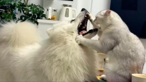 СМЕШНО ДО СЛЕЗ 😹😍 СМЕШНЫЕ КОТЫ, ЛУЧШИЕ ПРИКОЛЫ С КОТАМИ, КОШКИ, ЖИВОТНЫЕ 🥰