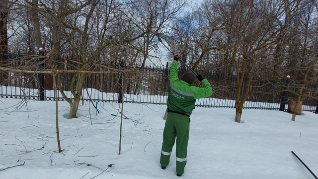Обрезка плодовых деревьев на дачных участках Москвы и области