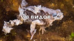 Скрытый Таймер, Убивающий Каждый Вид - ВымершийЗоопарк (720p)
