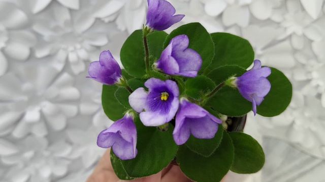 Фиалки. Селекция ЛЕ- Лебецкой Елены