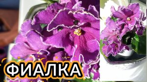 Фиалка приятно удивила 
Карамзинного цвета